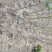 银杏树苗占地拆迁苗银杏小苗银杏苗白果苗庭院植物行道绿化苗
