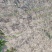 银杏树苗占地拆迁苗银杏小苗银杏苗白果苗庭院植物行道绿化苗
