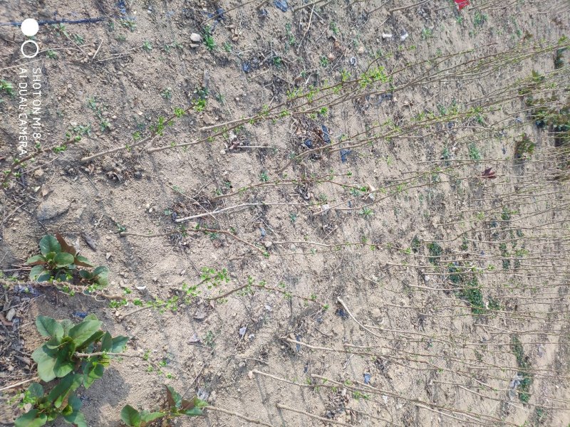 银杏树苗占地拆迁苗银杏小苗银杏苗白果苗庭院植物行道绿化苗
