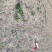 银杏树苗占地拆迁苗银杏小苗银杏苗白果苗庭院植物行道绿化苗