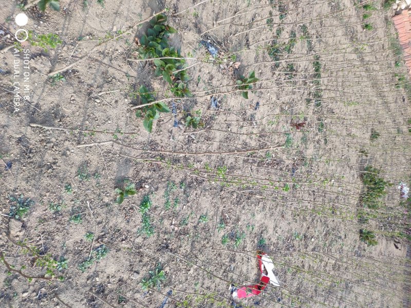 银杏树苗占地拆迁苗银杏小苗银杏苗白果苗庭院植物行道绿化苗