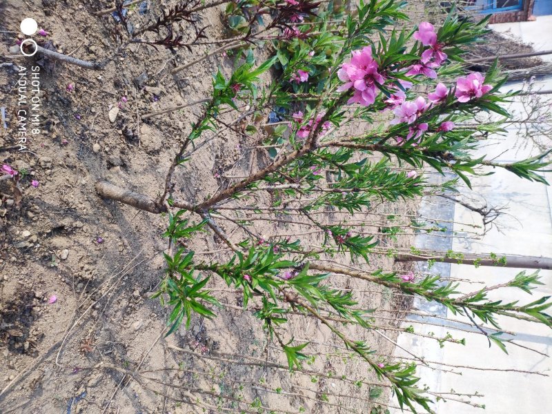 盆栽桃树苗矮化桃树盆景室内阳台种植当年结果