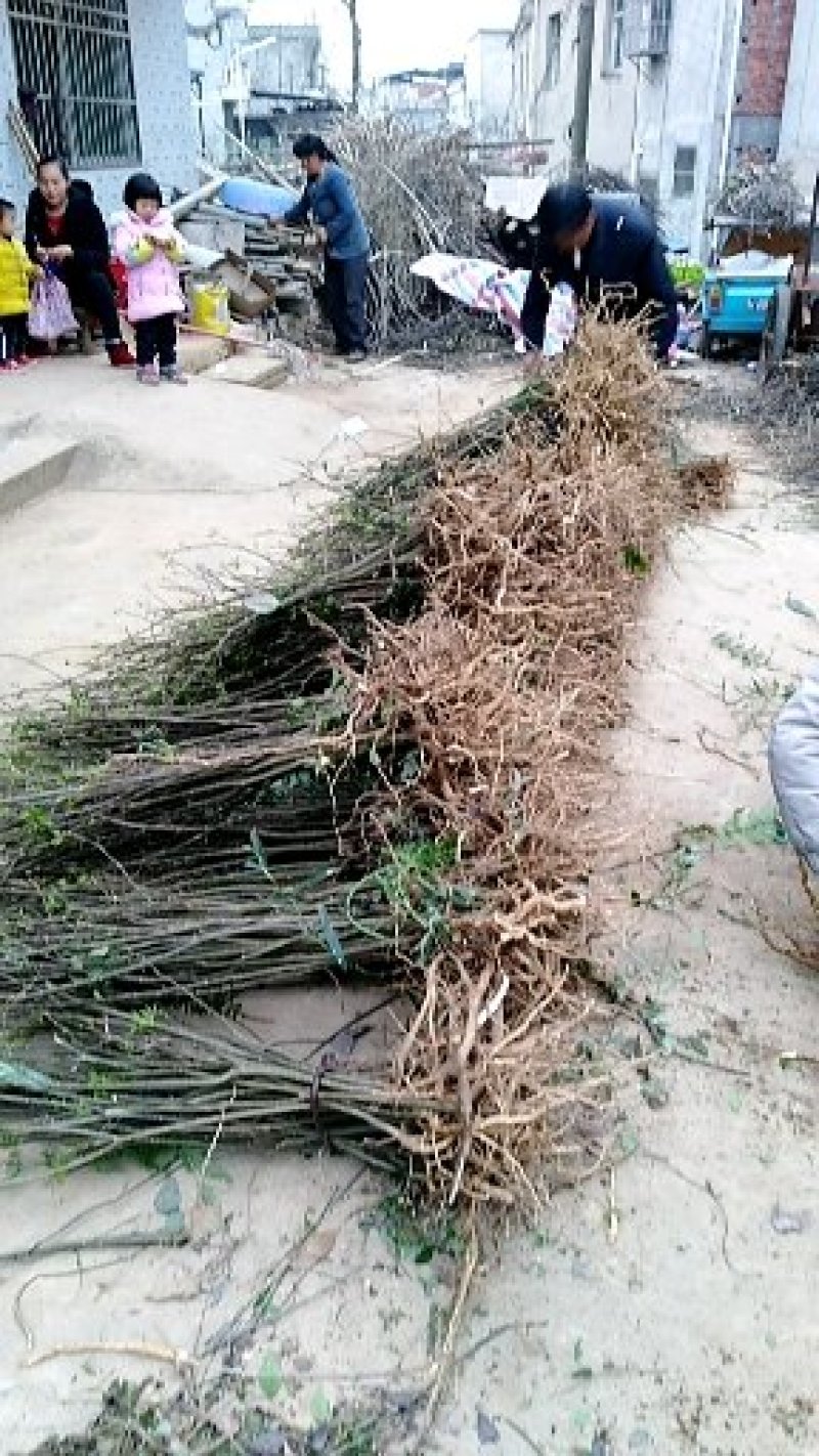 吴茱萸苗（提供栽培技术，经验）