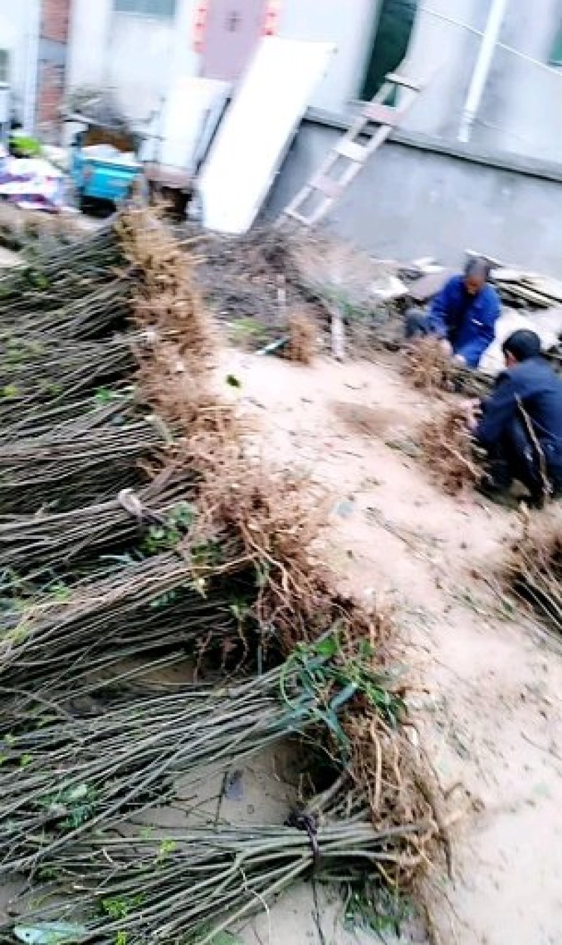 吴茱萸苗（提供栽培技术，经验）