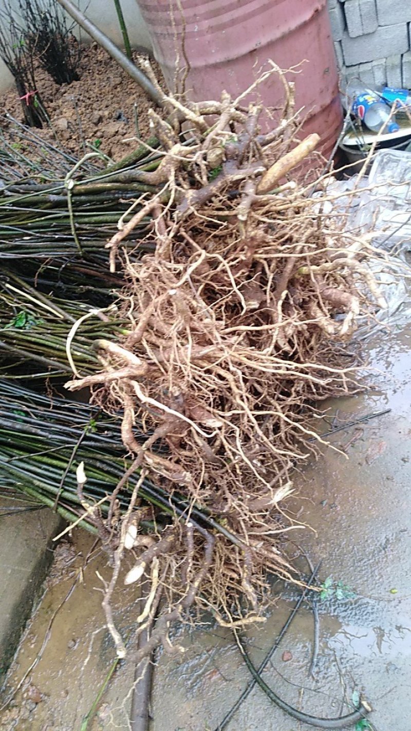 吴茱萸苗（提供栽培技术，经验）