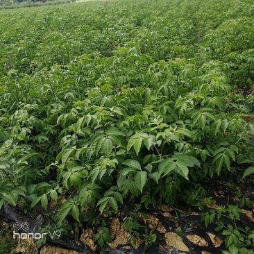 吴茱萸苗（提供栽培技术，经验）