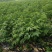 吴茱萸苗（提供栽培技术，经验）