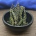 荆芥穗无硫散装批发零售冷背中药材