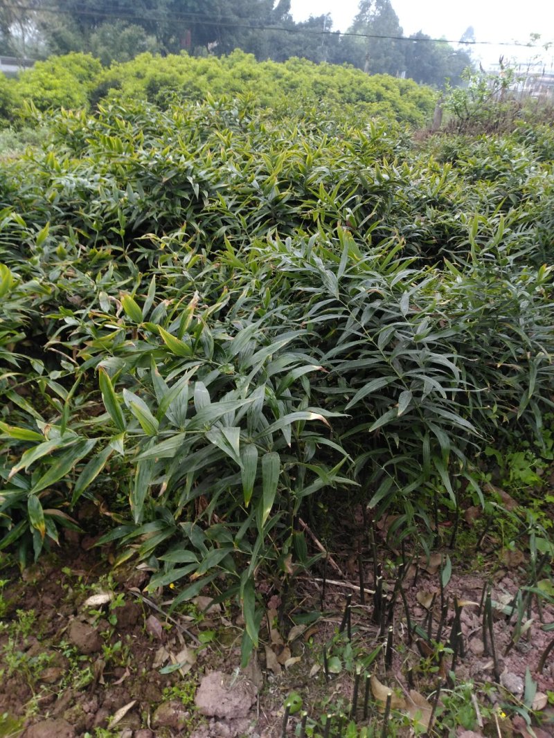 产地直销多花姜型不倒苗甜黄精，质优价廉，欢迎订购