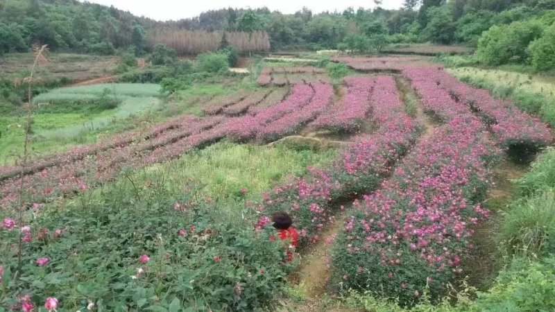 食用玫瑰