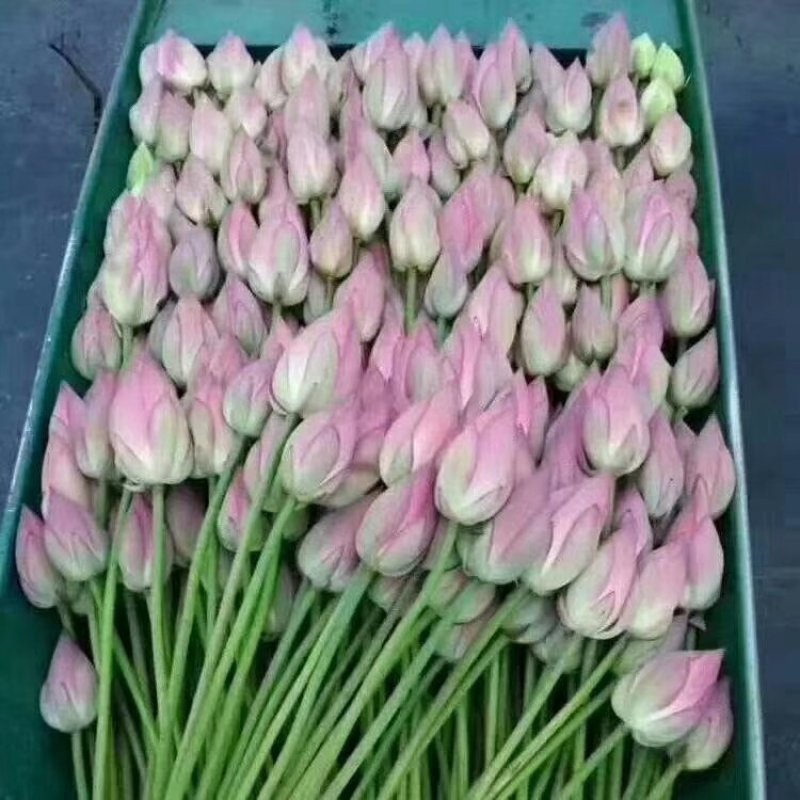 白荷花