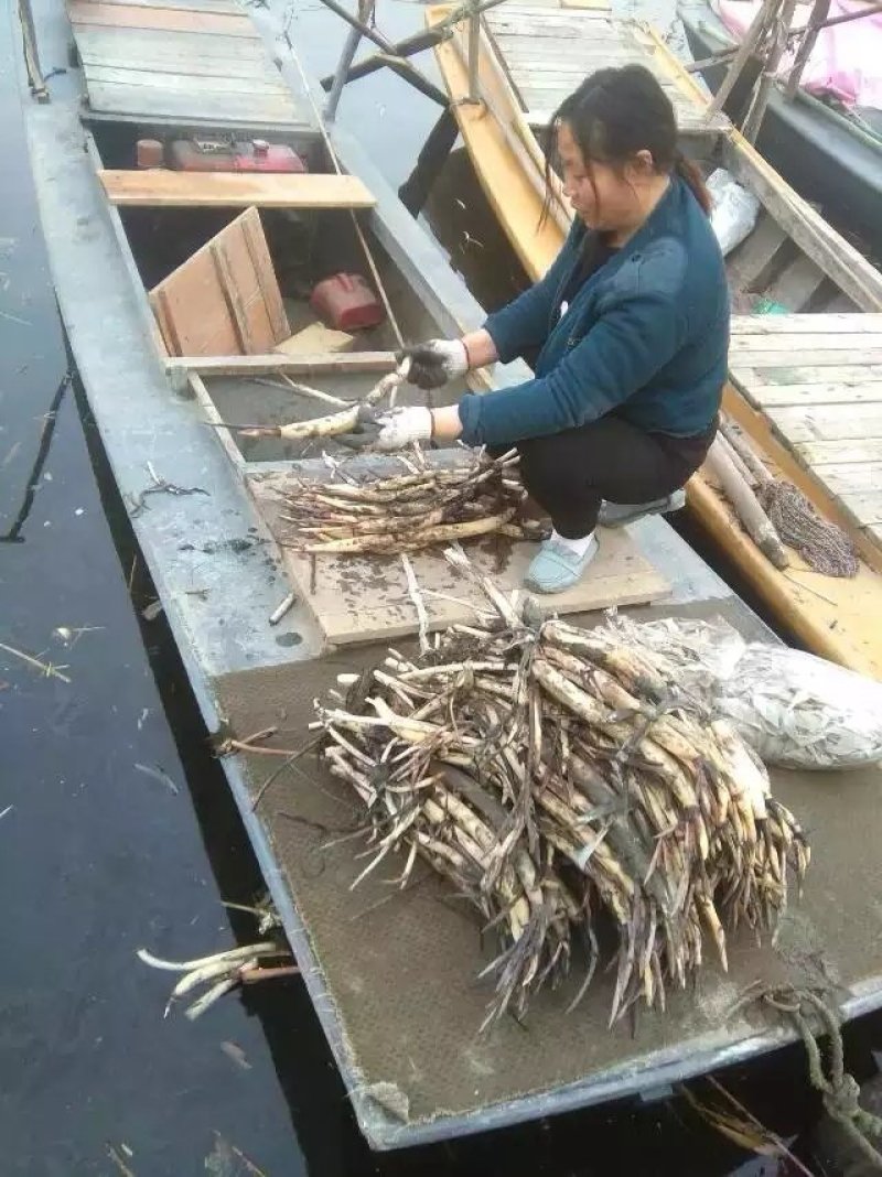 白荷花