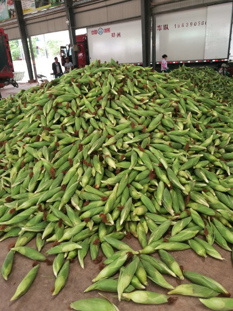 甜玉4号玉米20~30%