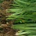 【冲量】中药材效益高石菖蒲种苗种植项目林下栽培提供技术
