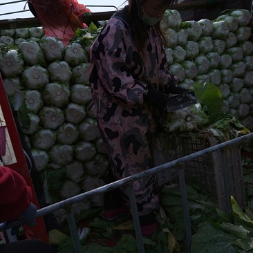 黄心大白菜
