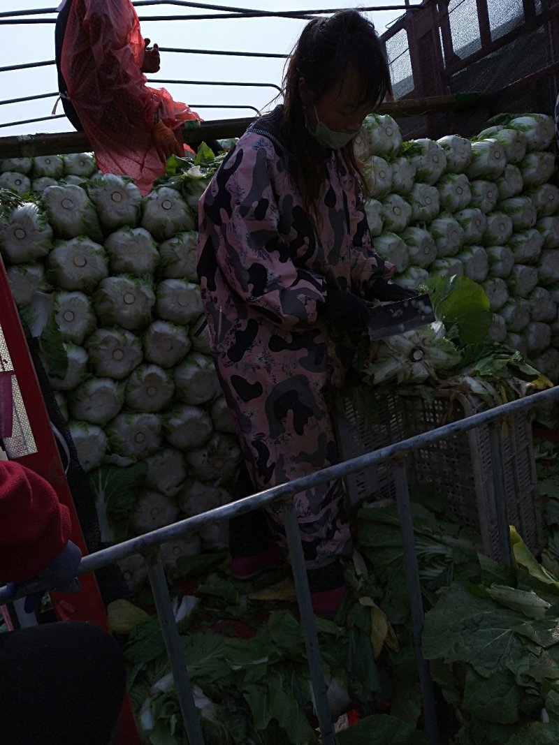 黄心大白菜