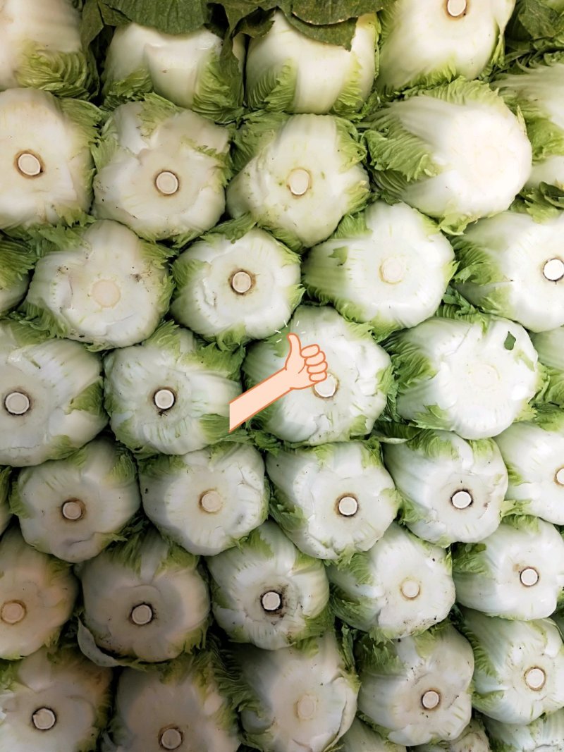 黄心大白菜