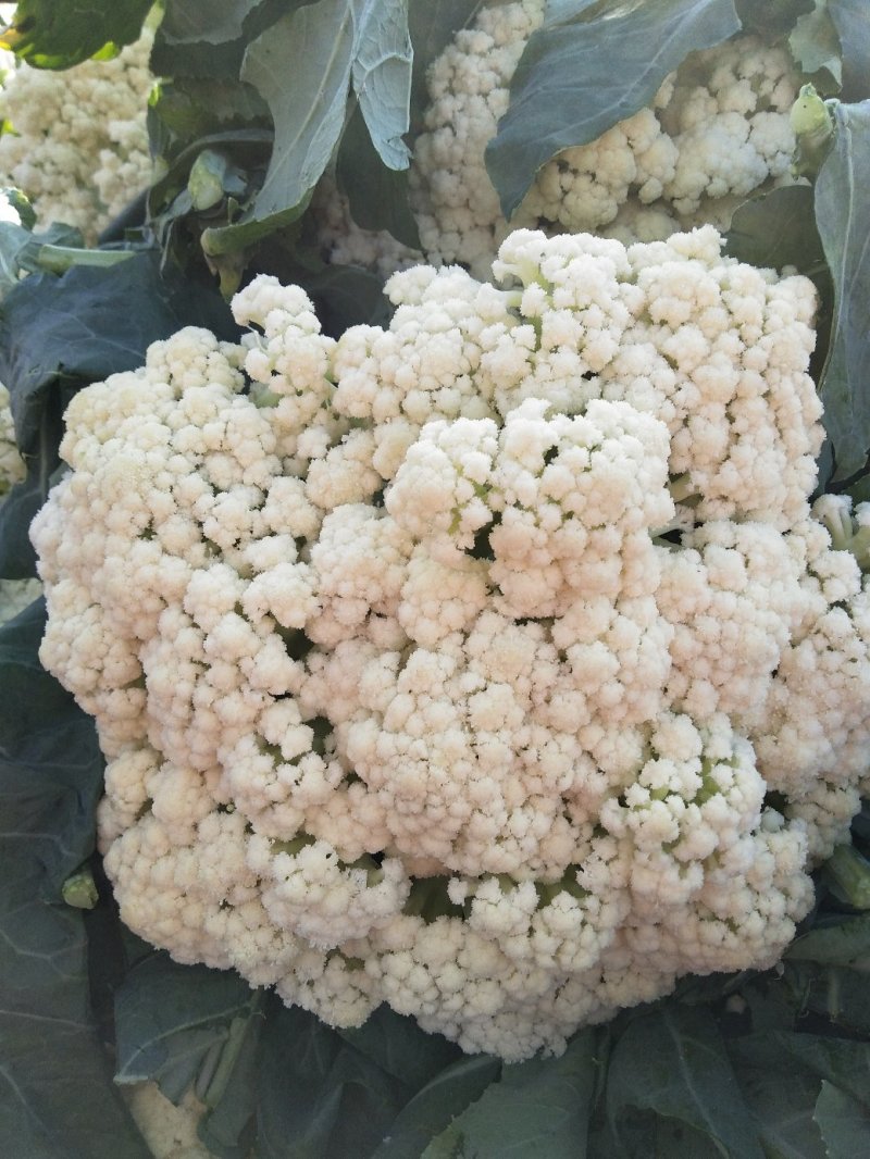 菜花