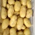 新土豆大棚的五一前后量大