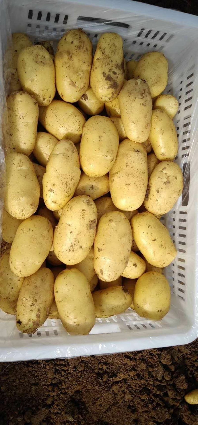 新土豆大棚的五一前后量大