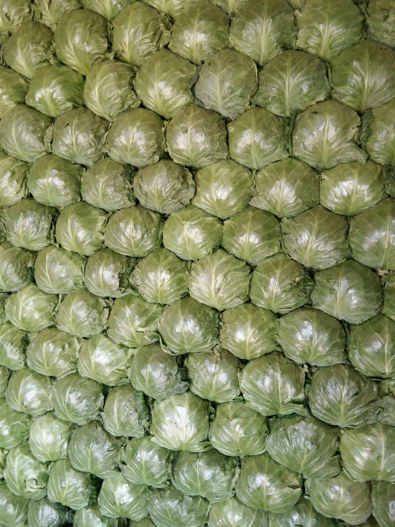 甘蓝
