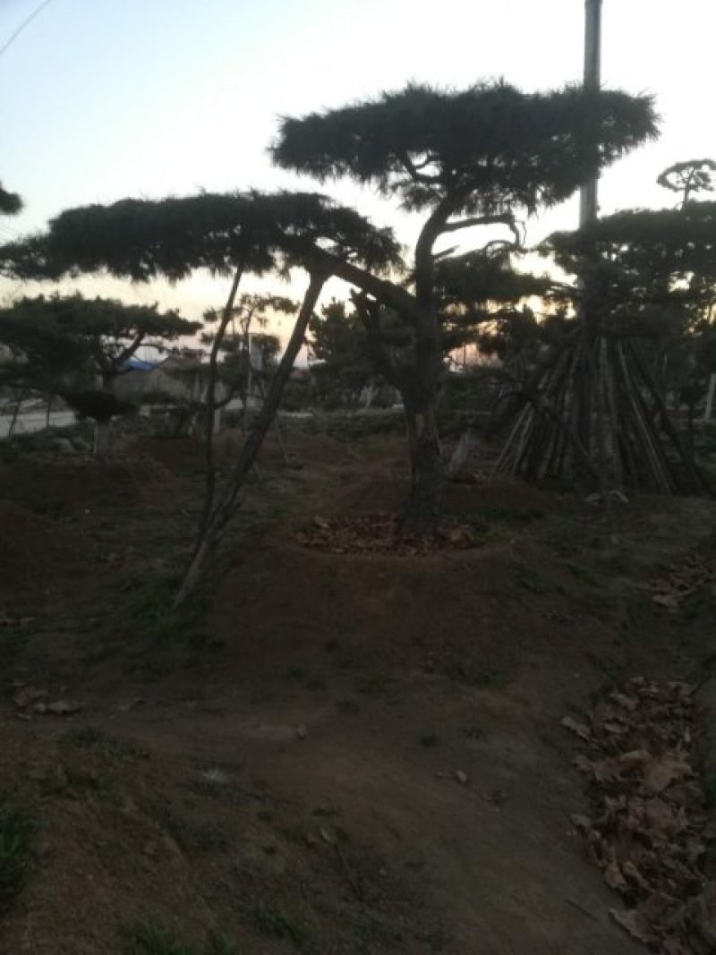造型油松