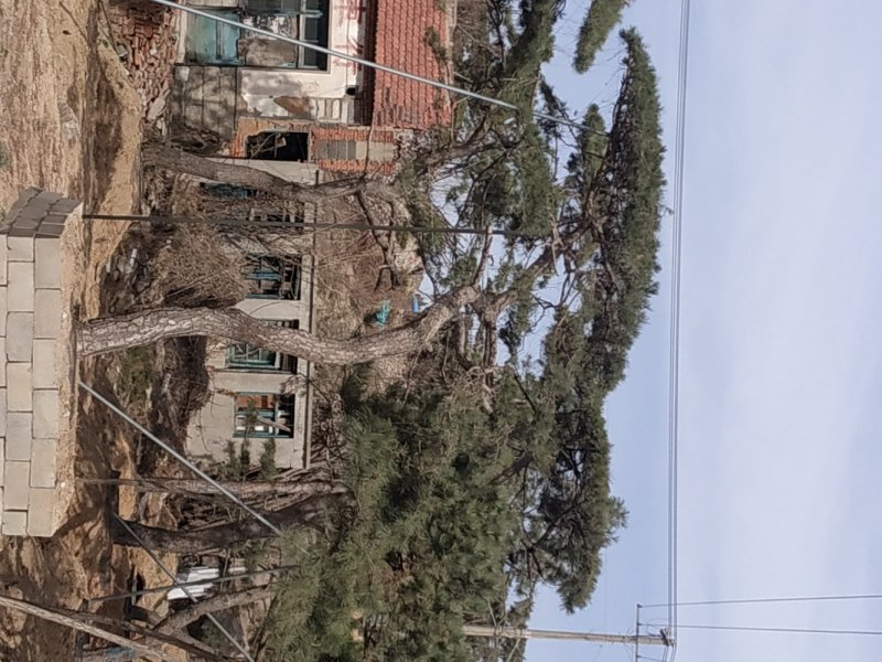 造型油松