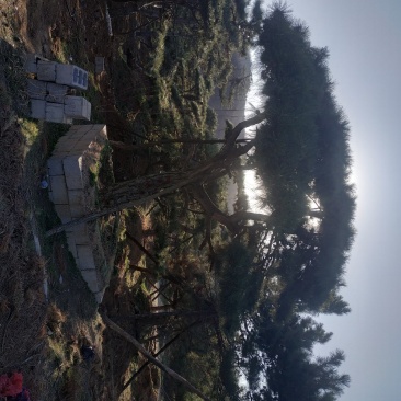 造型油松