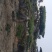 造型油松