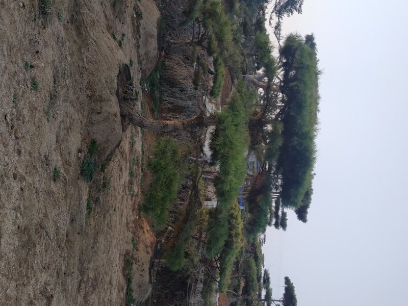 造型油松