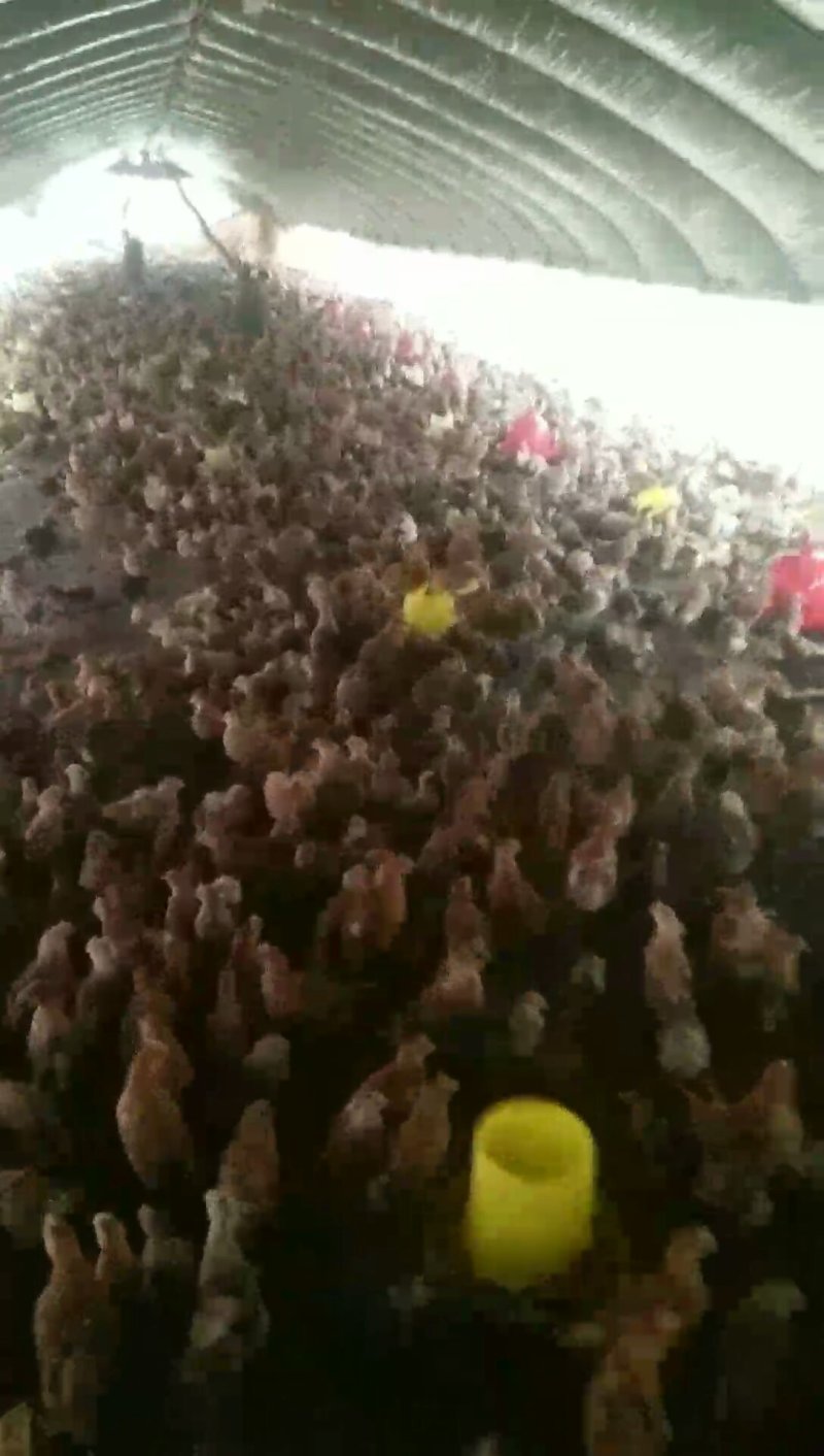 疫苗齐全鸡健康，支持周边送货。