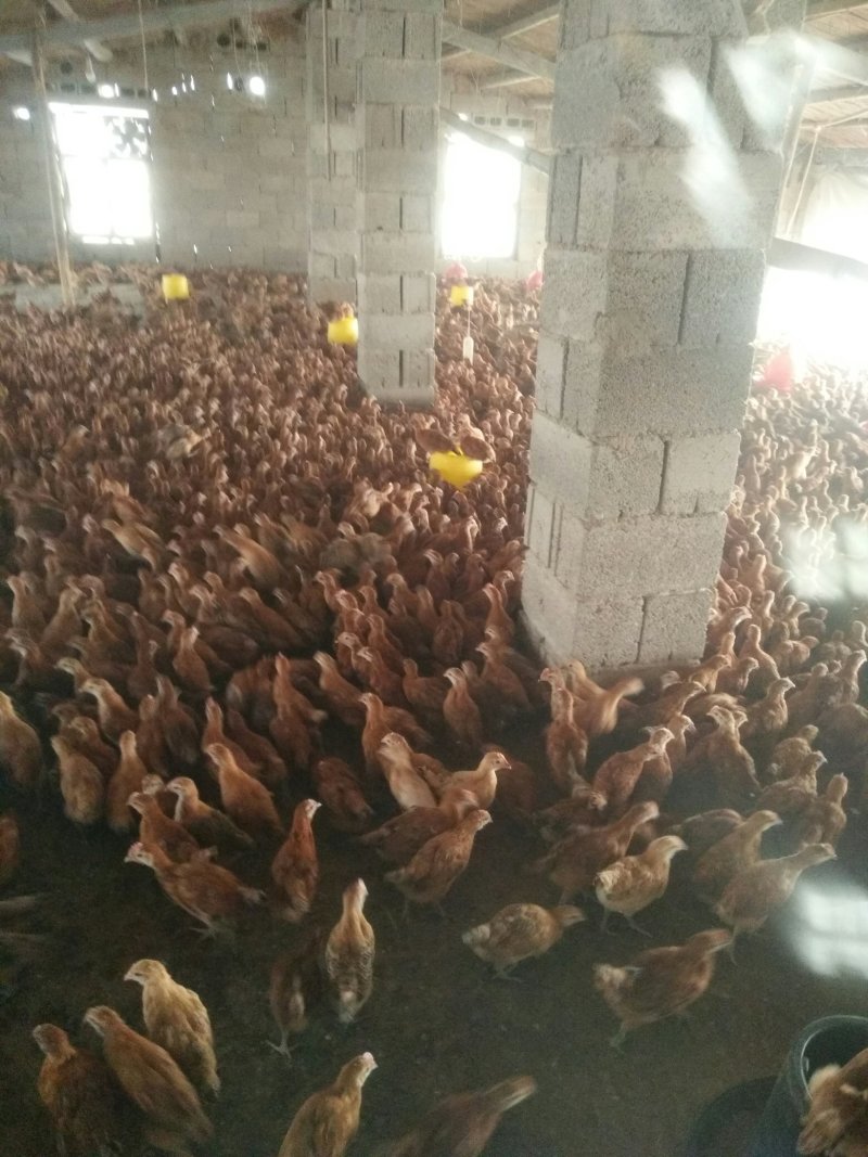 疫苗齐全鸡健康，支持周边送货。