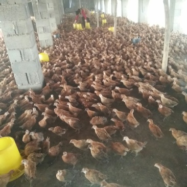疫苗齐全鸡健康，支持周边送货。