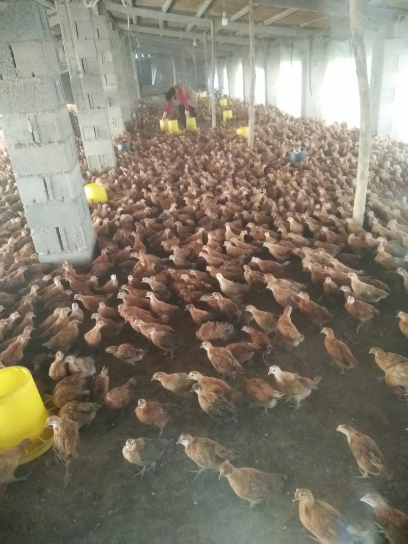 疫苗齐全鸡健康，支持周边送货。