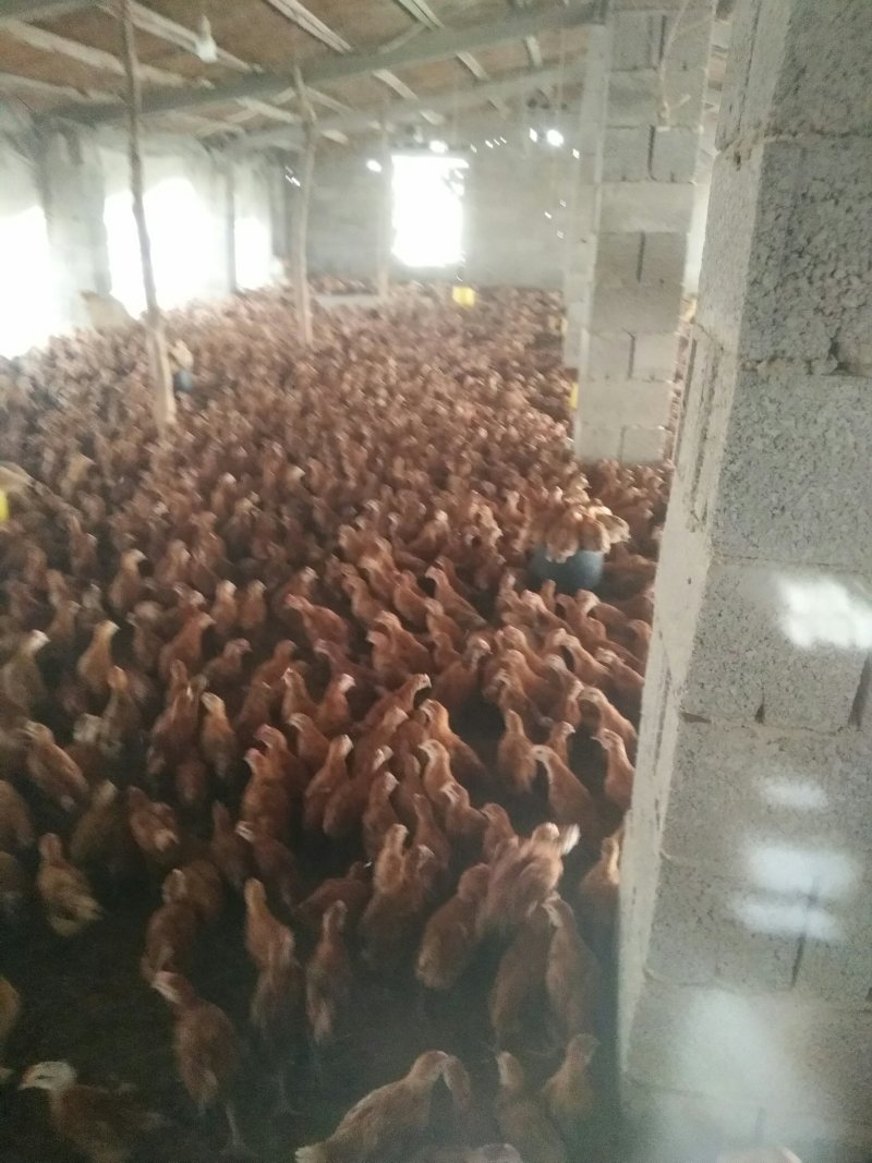 疫苗齐全鸡健康，支持周边送货。