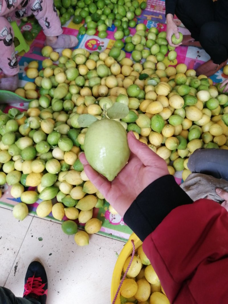 广西香水柠檬无核柠檬黄果果园直供无中间商