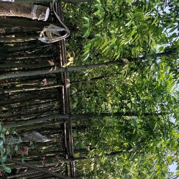 天竺桂，阴香大量供应一手货源诚信经营