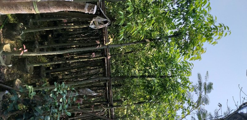天竺桂，阴香大量供应一手货源诚信经营