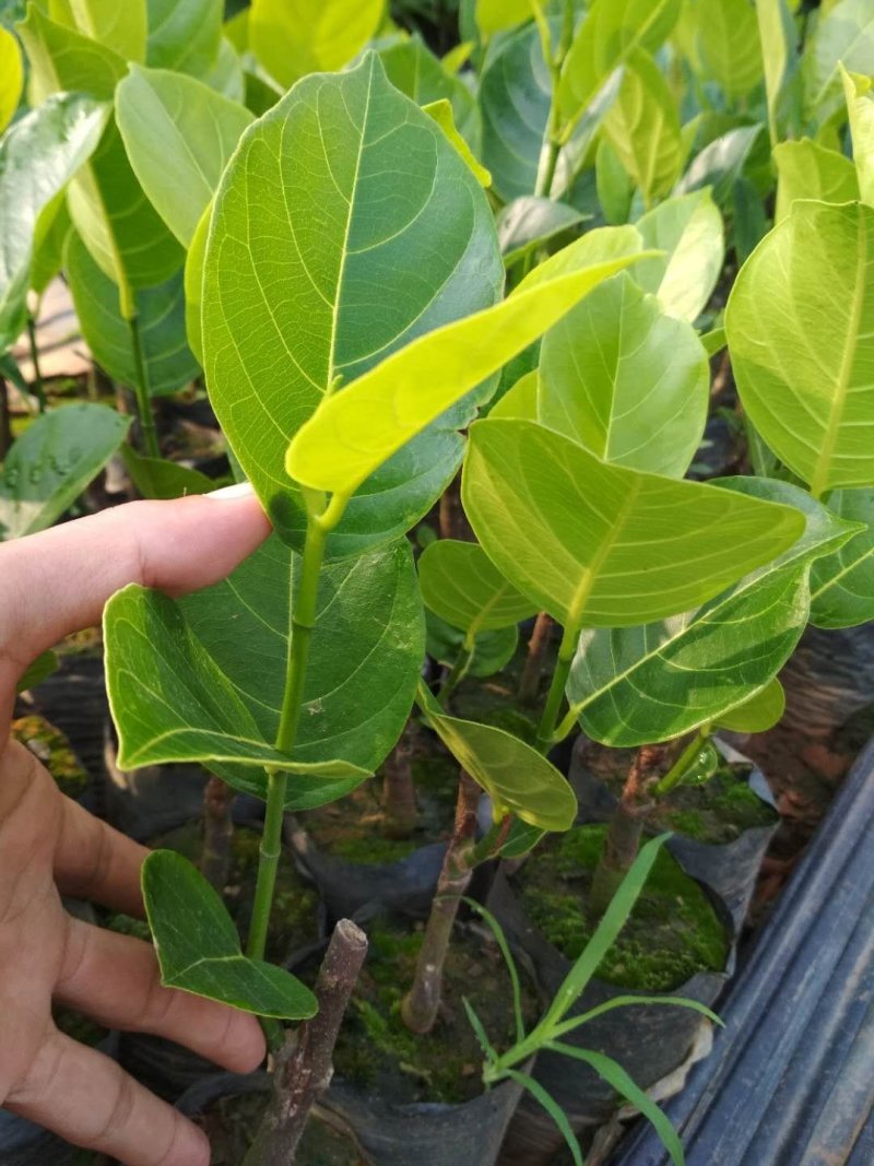 五号红肉菠萝蜜苗营养杯苗量大从优