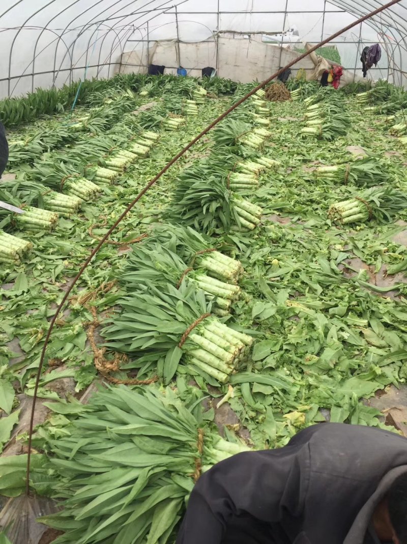 莴苣青皮青芯尖叶