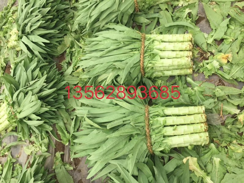 莴苣青皮青芯尖叶