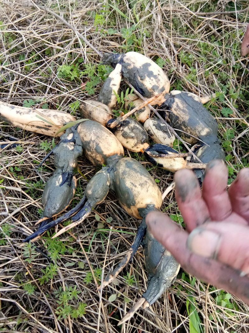 湖北藕种3735大量供应