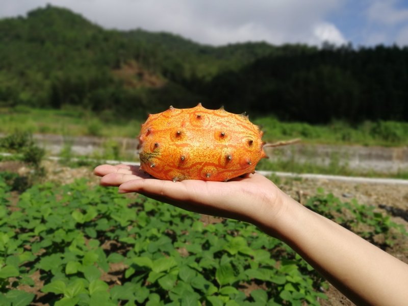 火参果一件代发火星果孕妇水果坏果包赔