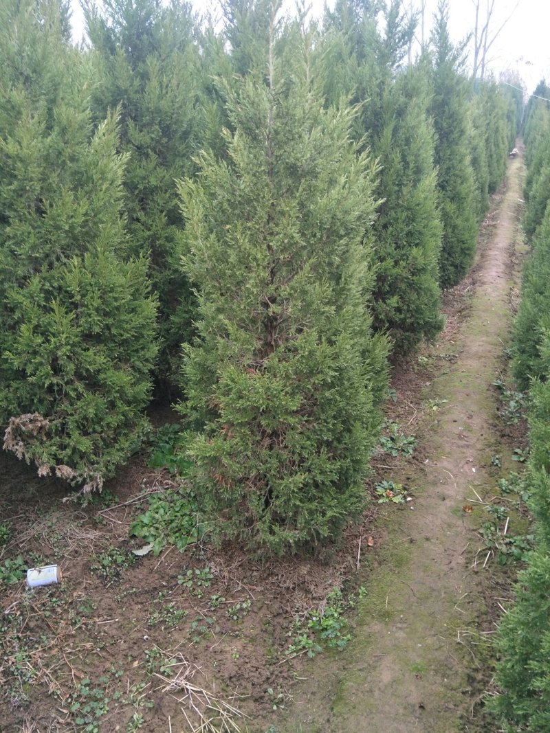 蜀桧墓地松30公分~5米基地直销一手苗