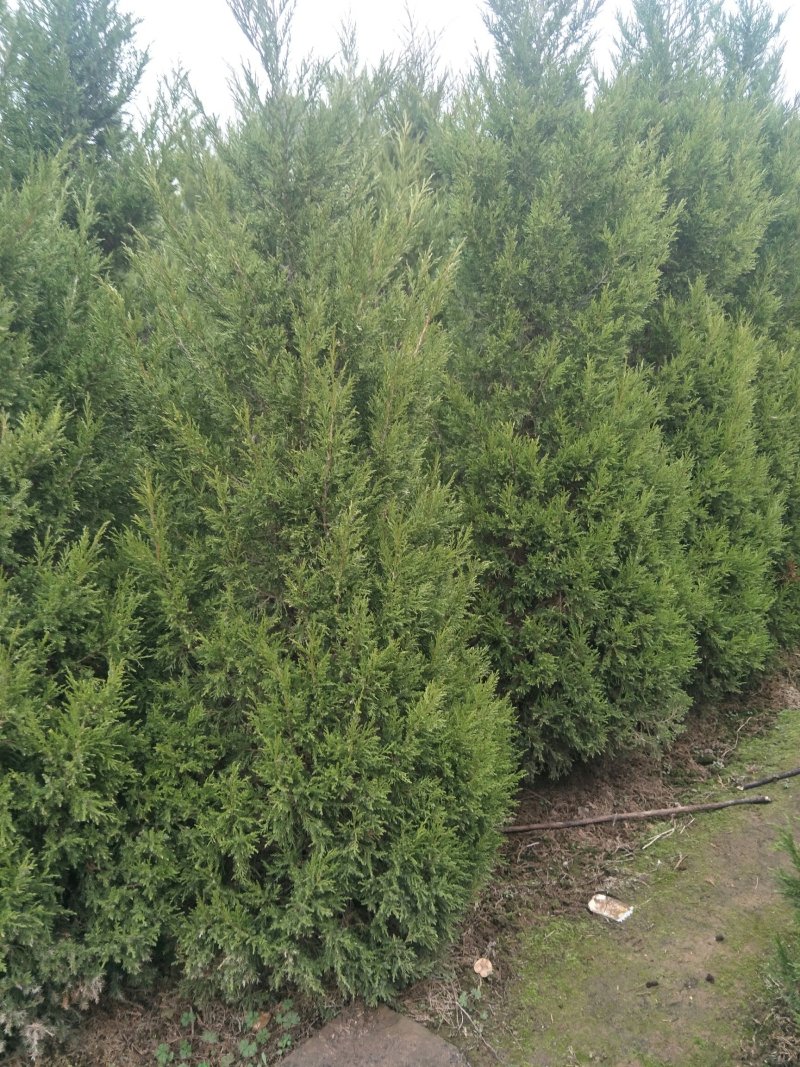蜀桧墓地松30公分~5米基地直销一手苗