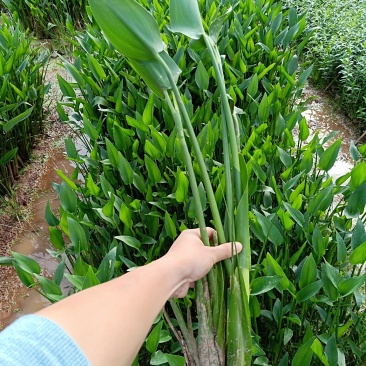 梭鱼草