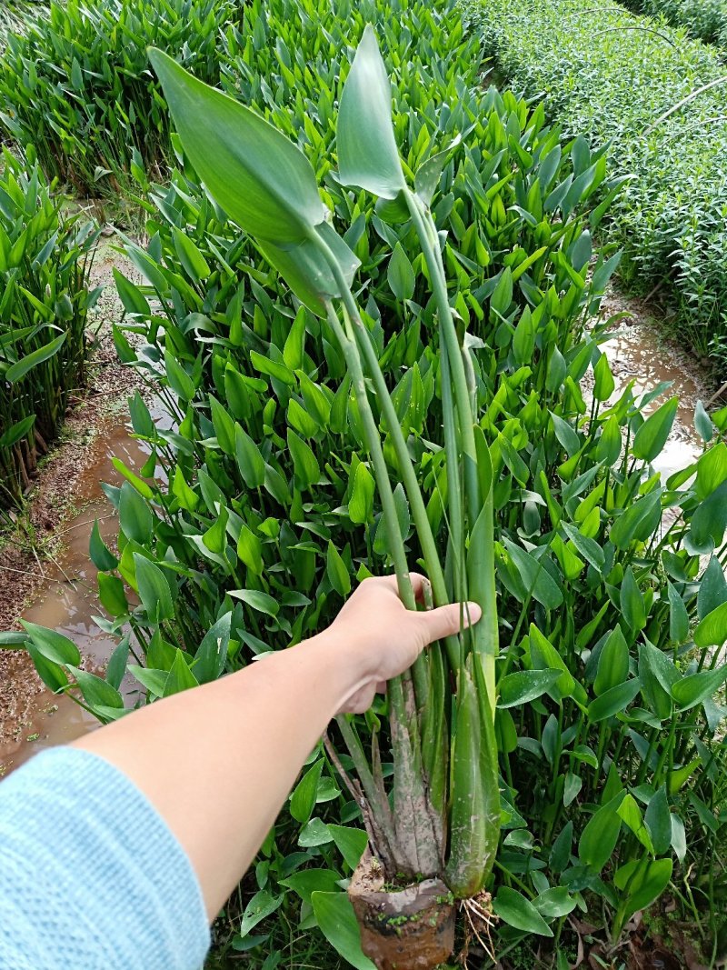 梭鱼草