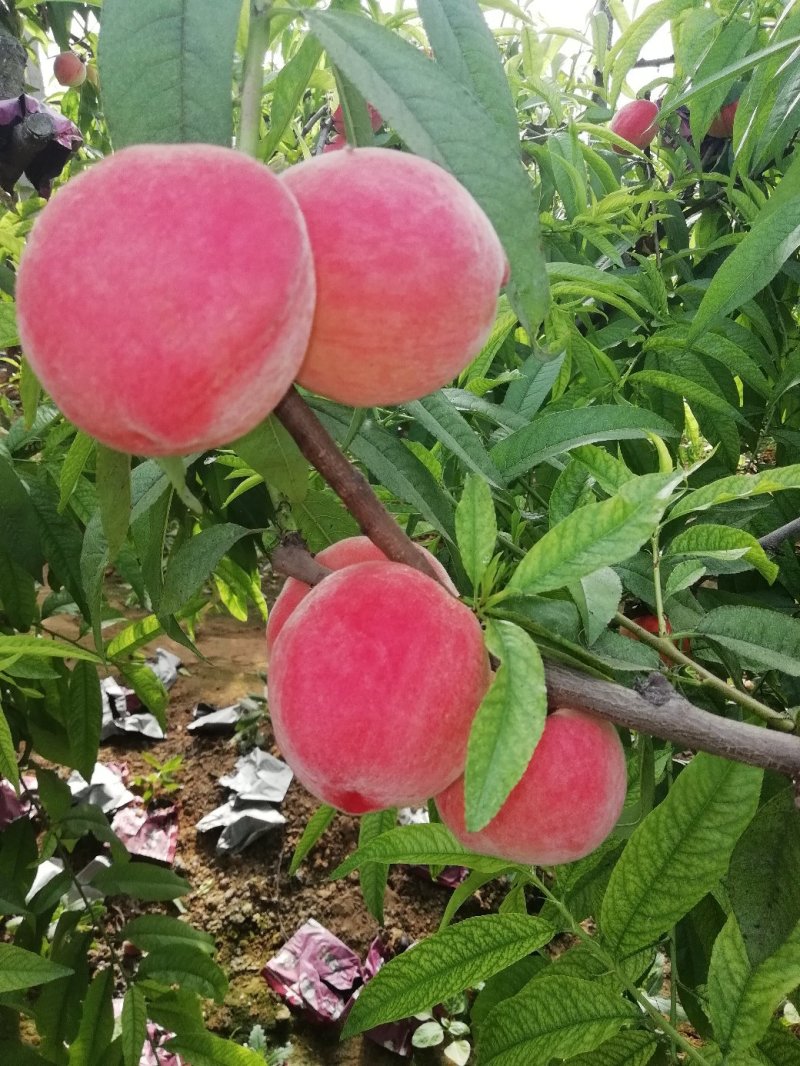 预售五一左右上市毛桃油桃杏