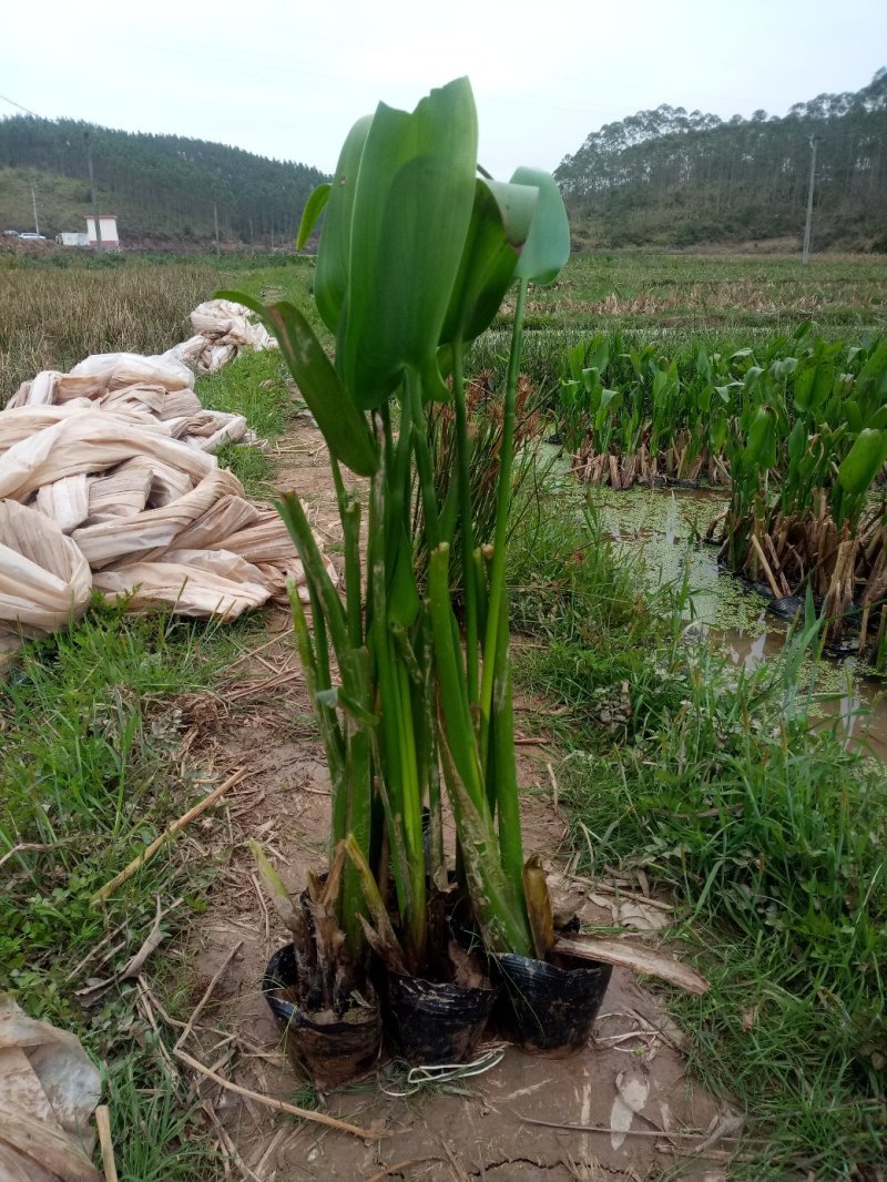 梭鱼草