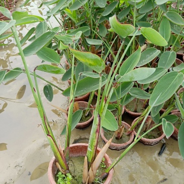 再力花50---80cm